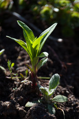 Growing plant in spring