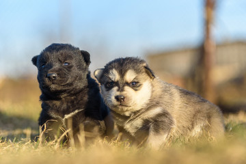 Portrait of two little puppies outdoors.