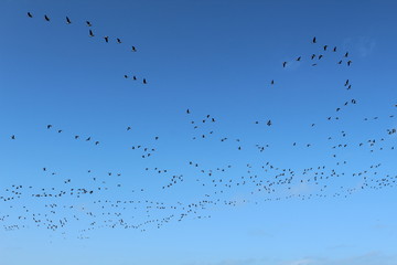 Hilgenriedersiel, Wadden Sea Germany:Ringlet geese in the blue sky