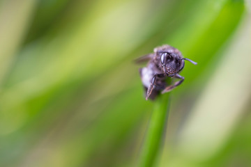 Early spring bee fly
