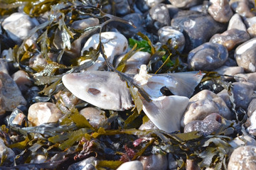 Fish head thrown away by fishing vessels as waste and washed ashore or public tourist beach