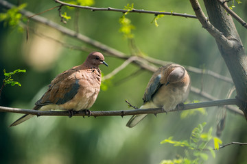 a pair of doves