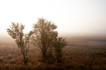Naklejka na ściany i meble Early morning in the field with autumn fog and drops of water in the air. Tints of brown. Nothing could be seeing far away. Beautiful mistery landscape