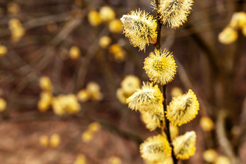 Obraz premium Willow tree, spring bloom.