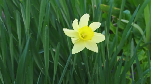 Beautiful yellow narcicus blooms wonderfully close-up