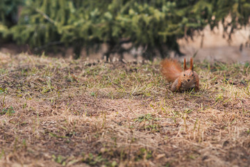 squirrel in a forest in a clearing waiting for a nut