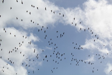 Hilgenriedersiel, Wadden Sea Germany:Ringlet geese in the blue sky