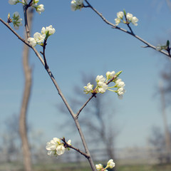 Spring flowers, Blossom tree over nature background