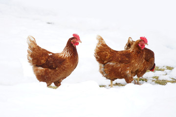 Cage free chicken searching for food in the snow