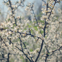  Spring flowers, Blossom tree over nature background
