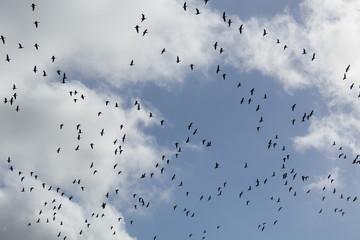 Hilgenriedersiel, Wadden Sea Germany:Ringlet geese in the blue sky