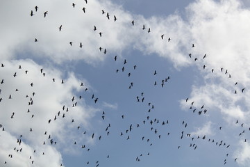 Hilgenriedersiel, Wadden Sea Germany:Ringlet geese in the blue sky