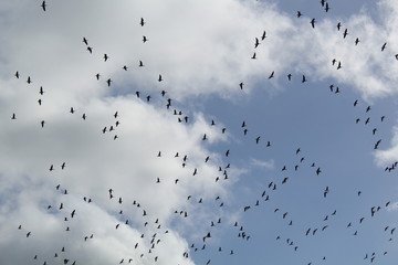 Hilgenriedersiel, Wadden Sea Germany:Ringlet geese in the blue sky
