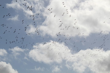Hilgenriedersiel, Wadden Sea Germany:Ringlet geese in the blue sky