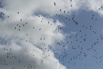 Hilgenriedersiel, Wadden Sea Germany:Ringlet geese in the blue sky