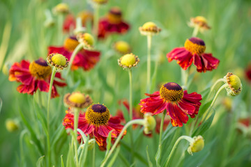 Fototapeta premium Close-up view of helenium flowers