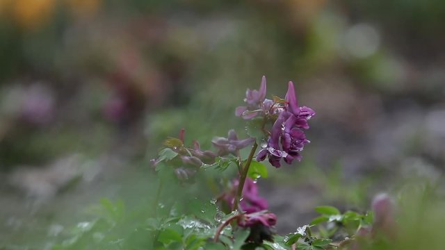 Snow is going over first spring flowers. Violer corydalis cava covered with snow on spring's blizzard. Wind, light breeze, cloudy spring day, dolly shot, close up, shallow depts of the field, 59,94fps