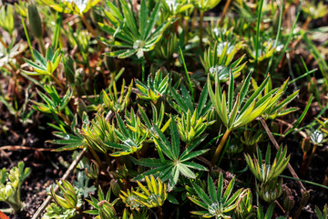 Spring plants in dew drops, green background.