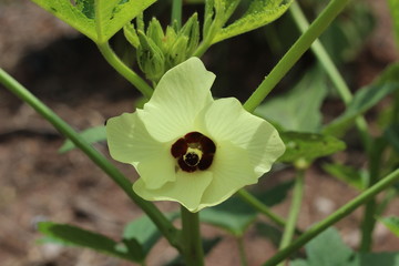 Young okra plant with flower (Lady`s Finger); okra or okro known in many countries. Close up organic produce food farming.