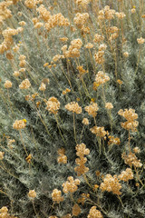 Helichrysum italicum is a flowering plant of the daisy family Asteraceae. It is sometimes called the curry plant because of the strong smell of its leaves.