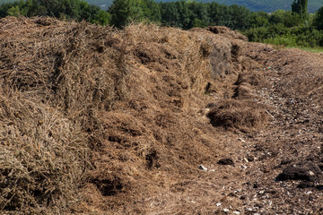 Harvested lavender after  distillation process drying in  a compost stacks, Provence, south France