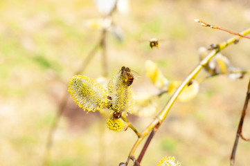 pszczoły zbierające pyłek