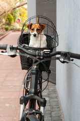 spacer z psem na rowerze