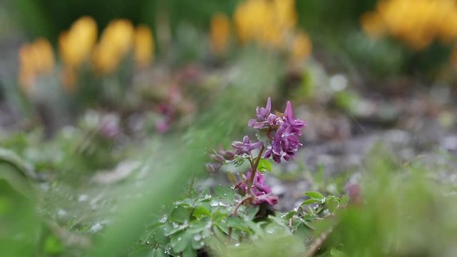 Snow is going over first spring flowers. Violer corydalis cava and yellow crocuses covered with snow on spring's blizzard. Wind, light breeze, dolly shot, shallow depts of the field, slow motion video
