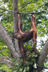 Portrait of cute little orangutan hanging on one hand on a rope and looking at the camera.