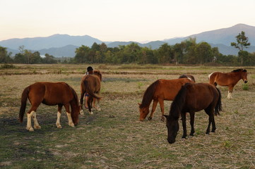 Fototapeta na wymiar herd of horses on a pasture