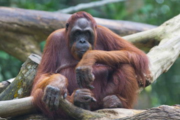 Portrait of the adult orangutan sitting on a tree and looking thoughtfully. © Natalia