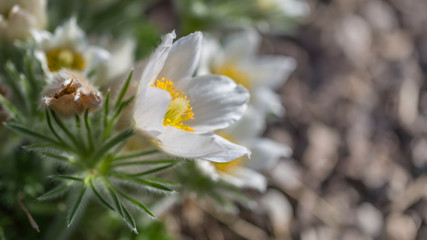 pulsatilla vulgaris in garden