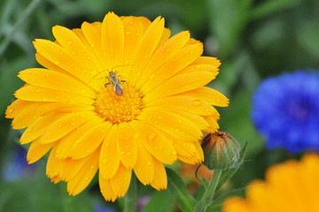 Insect on orange calendula flower with water drops. Miridae. Adelphocoris lineolatus
