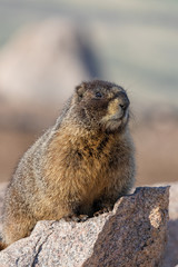 Cute Marmot in the High Mountains