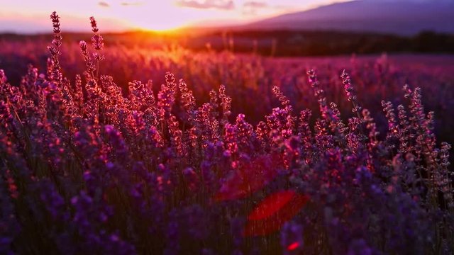 Timelapse of sunsetting over lavender field. Close view of blossom.