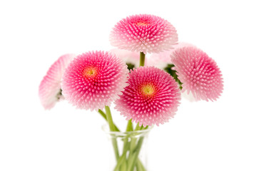 Gänseblümchen (Bellis perennis)