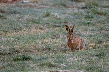 brown Hare, Lepus europaeus, sitting/looking in a farm fiels during a bright sunny cold morning in the cairngorms national park, scotland.