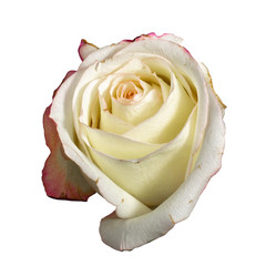 faded white rose isolated on white background