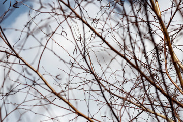 Fototapeta na wymiar texture. earlier spring. bare birch branches in the open air. not much depth.