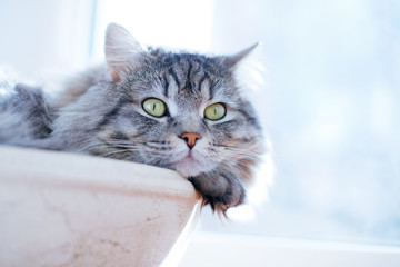 Lazy lovely fluffy cat lying near the window in his basket. Gray tabby cute kitten with beautiful eyes relaxing on window sill. Pets, pet care, good morning concept. Friend of human. Sunny day.