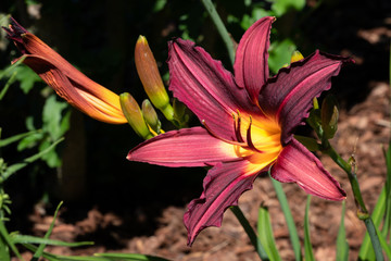 Day lily, Hemerocallis