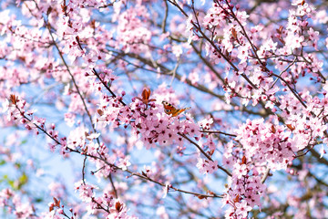 Spring