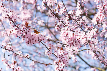 Spring