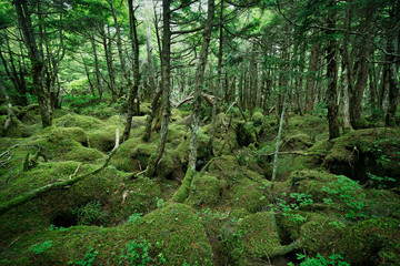 Fototapeta na wymiar 苔の森　白駒の奥庭