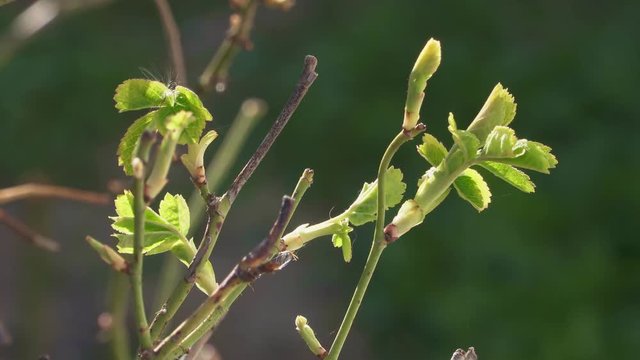 New green leaves sprout on raspberry and blackberry bush close-up