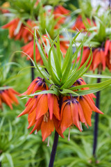 Lilly spring flowers  in garden, closeup