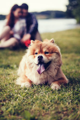 Fluffy dog Chow Chow lying on the grass. couple in love in blur