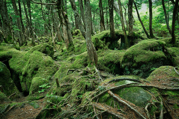 苔の森　白駒の奥庭