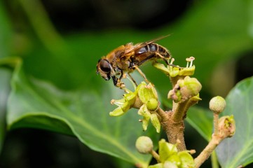 Bee