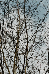 texture. earlier spring. bare birch branches in the open air. not much depth.